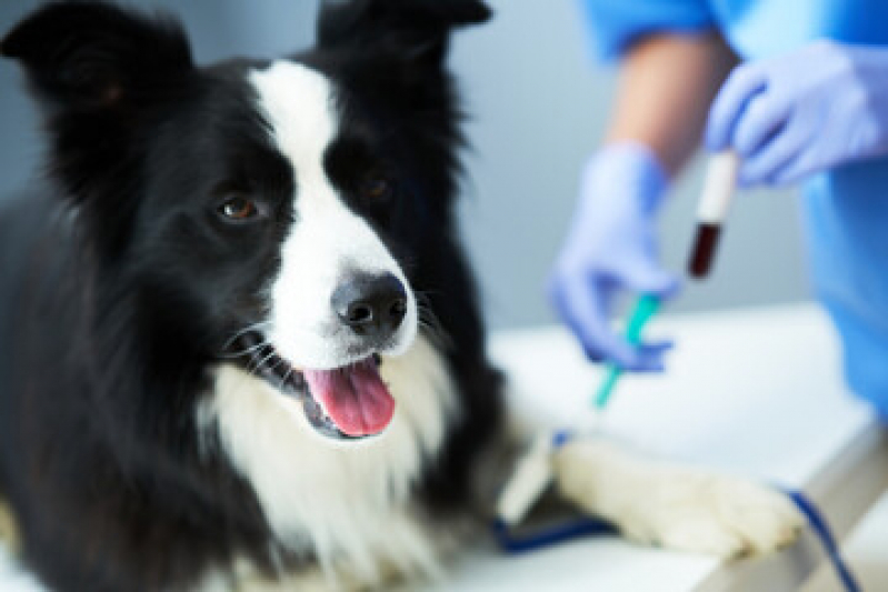Patologia Veterinária Agendar Vila Lobato - Patologia para Cães