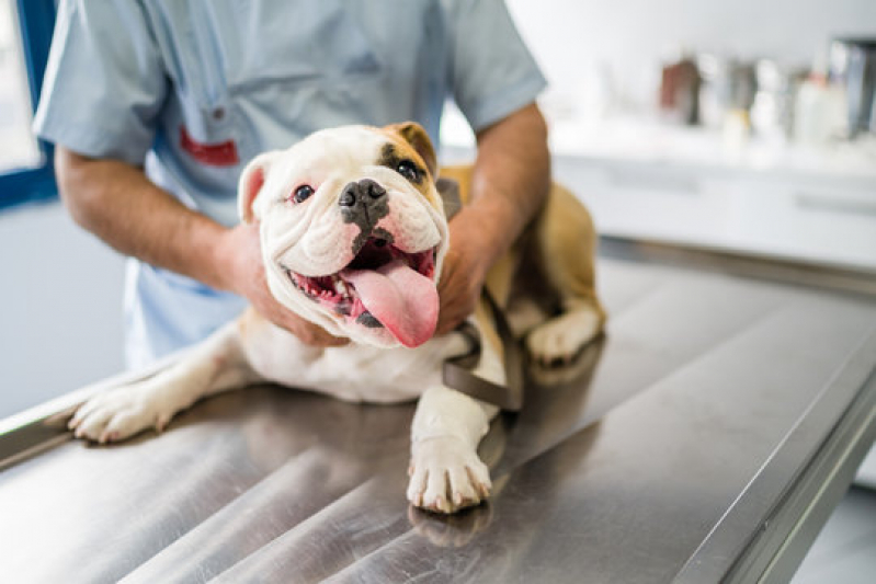 clínica especializada em cirurgia ortopédica em cães São Joaquim da Barra