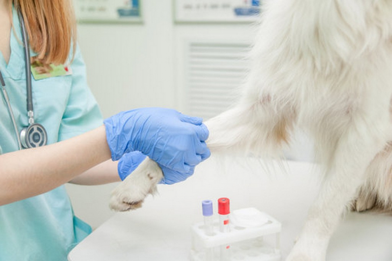 Telefone de Laboratório de Análise Clínica para Pets Taquaral - Laboratório de Análise Clínica para Cachorros