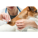 aplicação de vacina antirrábica para cães Sumaré