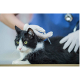 aplicação de vacina antirrábica para gato Sertãozinho