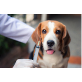 aplicação de vacina contra raiva em cachorro Jardim Alvorada