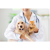 aplicação de vacina contra raiva gato Barrinha