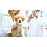 aplicação de vacina contra raiva para cachorro Vila Gertrudes