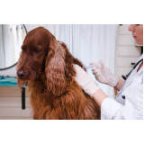 aplicação de vacina de raiva cachorro Cássia dos Coqueiros