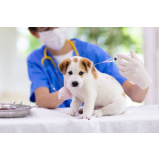 aplicação de vacina de raiva para cachorro Monte Alto