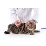 aplicação de vacina para filhote de gato Morro Agudo