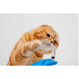 aplicação de vacina para gato v4 Três Lagoas