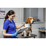 atendimento veterinário 24 horas agendar Vila Lobato