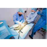 cirurgia animal clínicas Orlândia