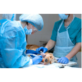 cirurgia animal Guariba