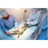 cirurgia em animais de grande porte marcar Novo Horizonte