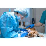 cirurgia em animais de pequeno porte marcar Jardim Santa Genebra