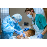 cirurgia em animais de pequeno porte Jardim Santa Genebra