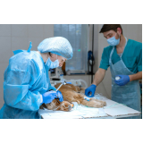 cirurgia em pequenos animais marcar José Sampaio