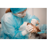 cirurgia ortopédica veterinária clínicas Vila Saudade