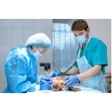 cirurgia para animais de médio porte Joboticabal