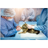 cirurgia para gatos marcar Higienópolis