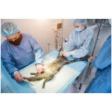 cirurgia para gatos Cândido Rodrigues