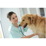 clínica com atendimento 24h para cães Patrocínio