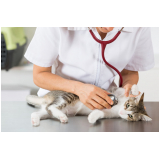 clínica com atendimento 24h para gatos Matão