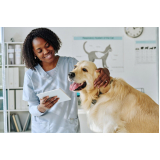 clínica com atendimento veterinário 24 horas Patrocínio