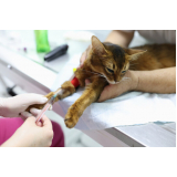 clínica especialista em patologia para gatos Jardim Juliana
