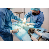 clínica especializada em cirurgia animal Patrocínio