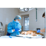 clínica especializada em cirurgia em animais São Simão