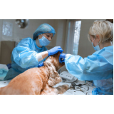 clínica especializada em cirurgia em pequenos animais Patrocínio