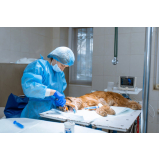 clínica especializada em cirurgia ortopédica em cachorro Franca