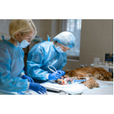 clínica especializada em cirurgia para animais de médio porte Barrinha