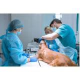 clínica especializada em cirurgia para cachorros de pequeno porte Barrinha