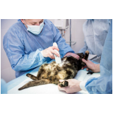 clínica especializada em cirurgia para gatos Três Lagoas