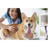 clínica especializada em endocrinologia de cachorro Serrana