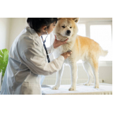 clínica especializada em endocrinologia para cachorro de pequeno porte São José da Bela Vista