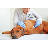clínica especializada em endocrinologia para cães de grande porte Santa Rosa do Viterbo