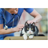 clínica especializada em endocrinologia para gatos Severinia