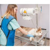 clínica especializada em exame de raio x para gatos José Sampaio