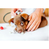 clínica especializada em gastroenterologia para cachorro Santa Cruz da Esperança