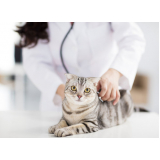 clínica especializada em gastroenterologia para felinos Brodowski