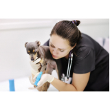 clínica especializada em gastroenterologia para pet Jardim Antártica