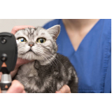clínica especializada em oftalmologia em pequenos animais Catanduva