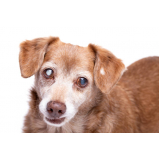 clínica especializada em oftalmologista canino Higienópolis