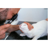 clínica especializada em oftalmologista especialista em animais Guariba