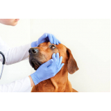 clínica especializada em oftalmologista para cães Serra Azul