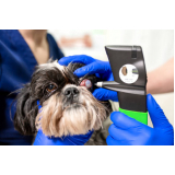 clínica especializada em oftalmologista veterinário 24 horas Caldas Novas