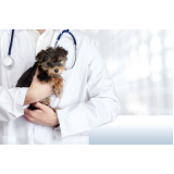 clínica especializada em oncologia animal Serra Azul