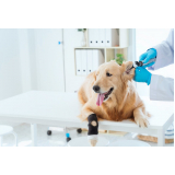 clínica especializada em oncologia para cachorro de pequeno porte Jardim Antártica