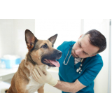 clínica especializada em oncologia para cachorro Jardim Zanetti